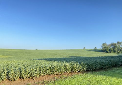 The image shows a plot of land currently being used for agriculture, with a bright blue sky.